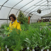 Inside Greenhouse