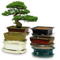 Uploads - Products - Ceramobonsai - Ceramobonsai - Ceramobonsai-Smallest.jpg Uploads/Products/Ceramobonsai/Ceramobonsai-Smallest.jpg