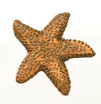 Animal -STARFISH 1-2-inch