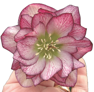Helleborus, Blushing Bridesmaid Picsart 1