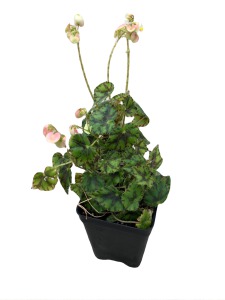 Begonia