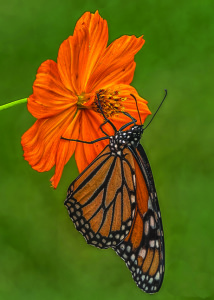 monarch