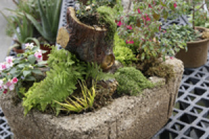 Green Man Hypertufa Garden 3