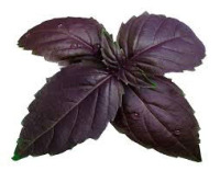 Basil, Purple