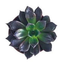 Echeveria Black Prince