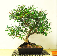 Eucalyptus Lemon