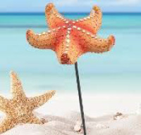 Georgetownstarfish