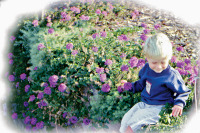 Verbena Canadensis W Ben